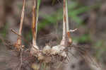 Great plains flatsedge